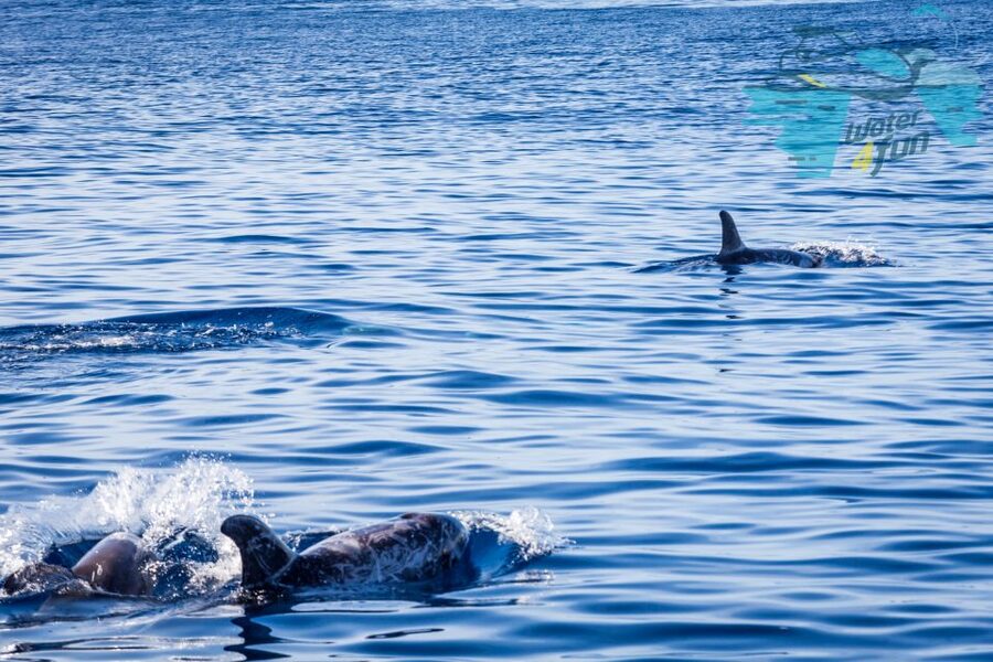 Terceira: Whale and Dolphin Watching in a Zodiac Boat - Searching for whales beyond the coastline