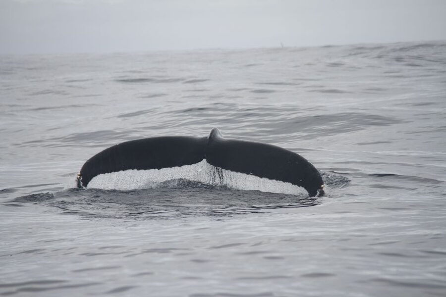 Terceira: Whale and Dolphin Watching in a Zodiac Boat - Riding the zodiac: thrilling, not plush