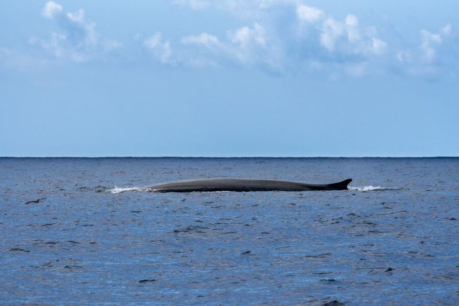 Terceira: Whale and Dolphin Watching in a Zodiac Boat - What the guides add to the outing