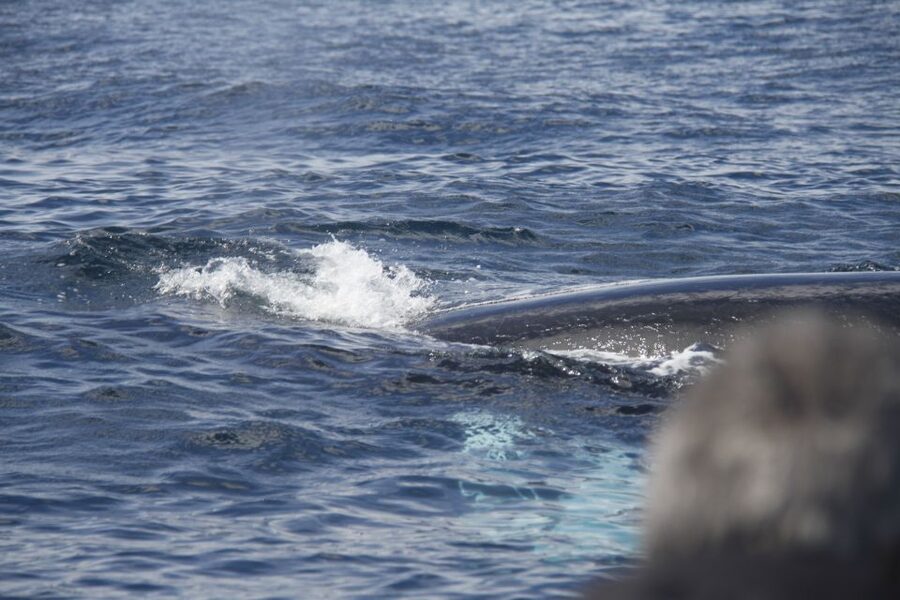 Terceira: Whale and Dolphin Watching in a Zodiac Boat - Is $82 a fair price?