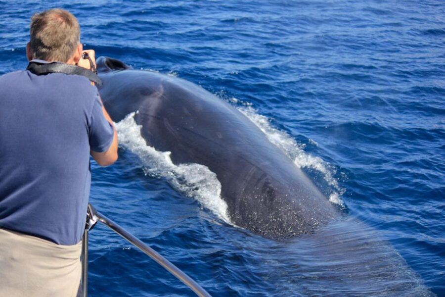 Terceira: Whale & Dolphin Watching | Best Wildlife Tour - Key points to know before you go