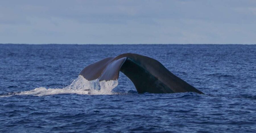 Terceira: Whale & Dolphin Watching | Best Wildlife Tour - Why Terceira is such a strong whale-watching base