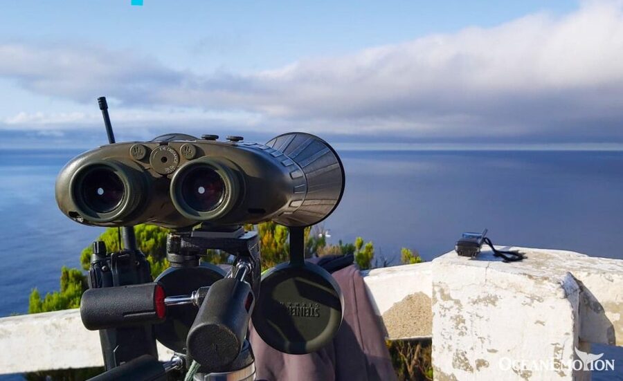 Terceira: Whale & Dolphin Watching | Best Wildlife Tour - The strongest part: guides who care about the animals