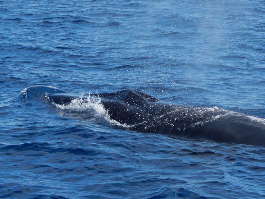 Terceira: Whale & Dolphin Watching | Best Wildlife Tour - Practical clothing and comfort advice