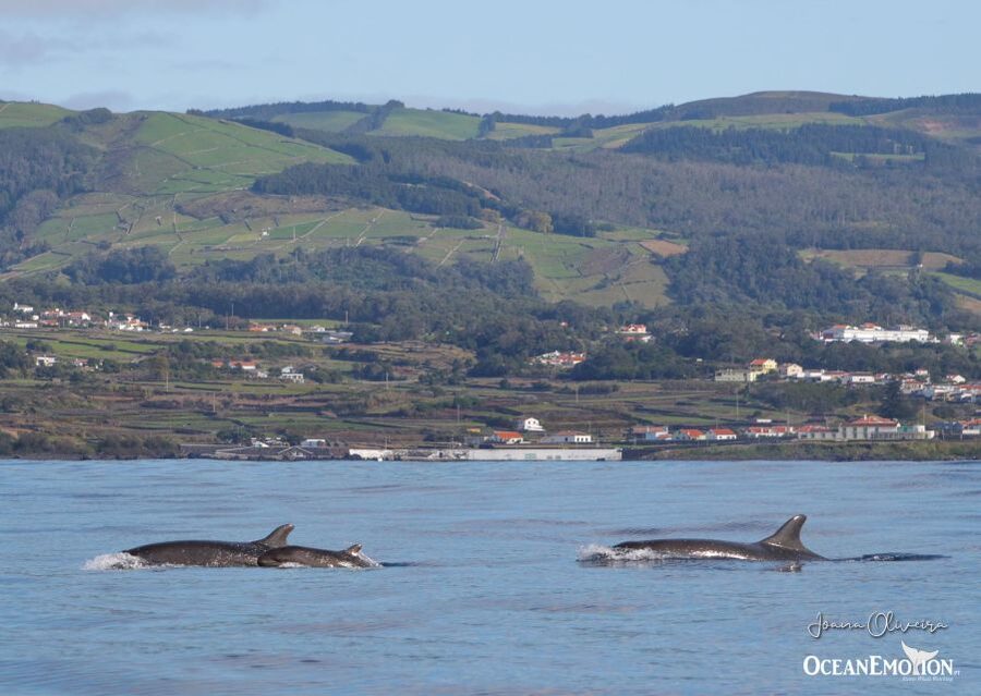 Terceira: Whale & Dolphin Watching | Best Wildlife Tour - Who will enjoy this experience most