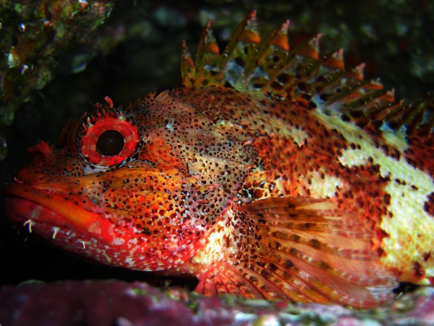 Vila Franca Do Campo: Introduction to Scuba Diving Tour - Why Vila Franca Islet is a memorable classroom