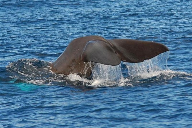 Whale and Dolphin Watching in Calheta, Madeira Island - Leaving Calheta marina for the open Atlantic