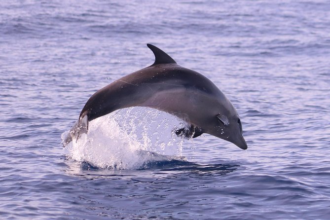 Whale and Dolphin Watching in Calheta, Madeira Island - The RIB ride is exciting, and physically demanding