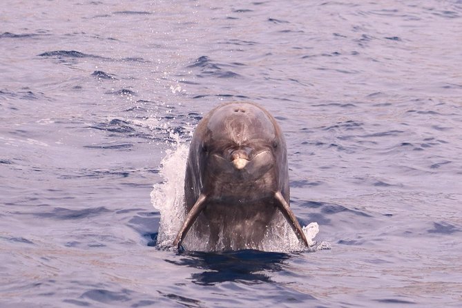 Whale and Dolphin Watching in Calheta, Madeira Island - What the crew adds to the two hours