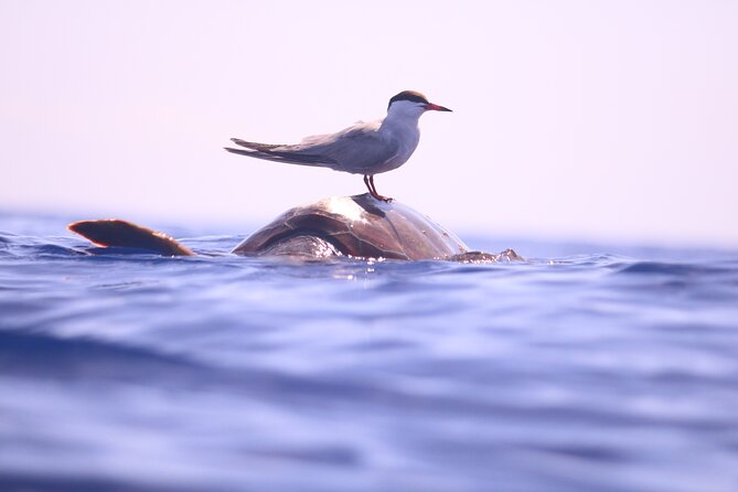 Whale and Dolphin Watching in Calheta, Madeira Island - Is $72.56 a fair price?