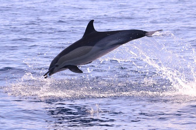 Whale and Dolphin Watching in Calheta, Madeira Island - Dolphins are the most reliable reward