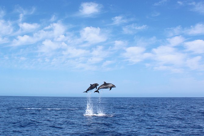 Whale and Dolphin Watching Tour in Madeira - Quick take: what makes this cruise worth considering