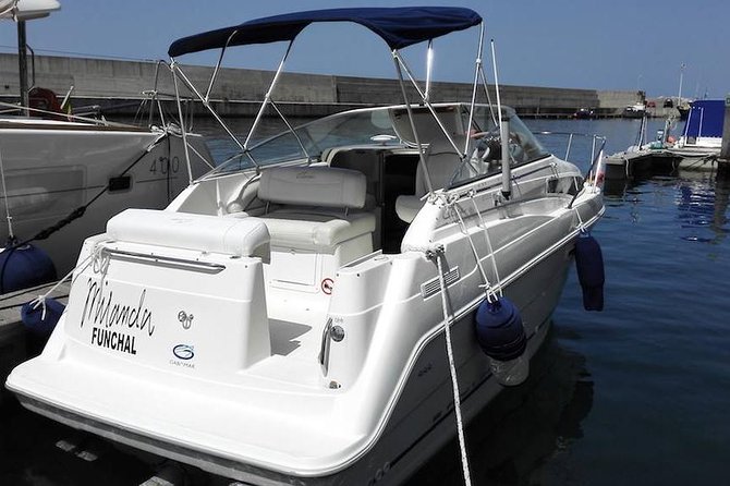 Whale and Dolphin Watching Tour in Madeira - Searching for dolphins and whales
