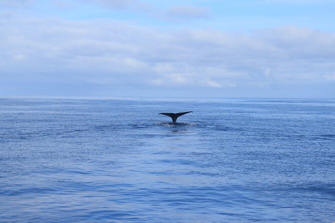 Whale and Dolphin Watching Tour in Madeira - Seeing Madeira from the Atlantic