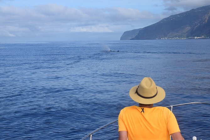 Whale and Dolphin Watching Tour in Madeira - Swimming and snorkeling near the coast