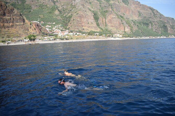 Whale and Dolphin Watching Tour in Madeira - What the $83.44 price buys you