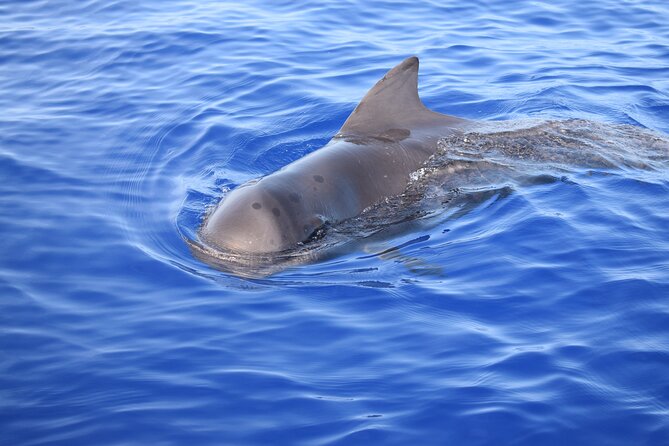 Whale and Dolphin Watching Tour in Madeira - The crew and the feel onboard