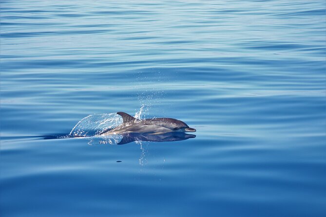 Whale and Dolphin Watching Tour in Madeira - A yacht cruise with room to breathe