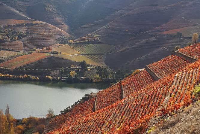 Wine experience with a sommelier - A full Douro day built around wine