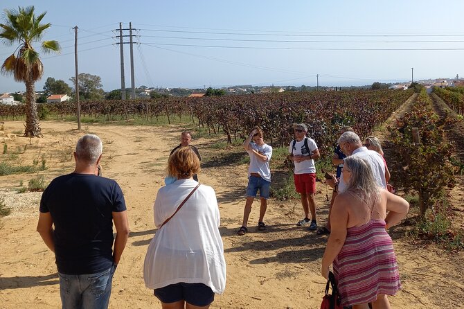 Wine Lovers: Winery Tour w/ Tasting & Tapas (Albufeira/Vilamoura) - Learning how Algarve wine reaches the bottle