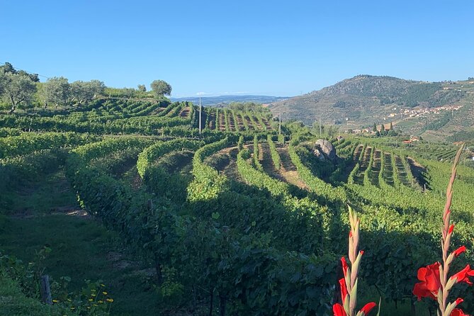 Winery Tour and Wine Tasting Quinta da Portela de Baixo in Lamego - The winery tour and old cellar museum